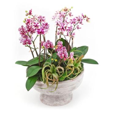 Orchids Galore - Local Delivery Only