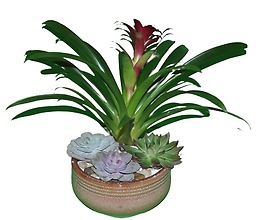 Bromeliad Island