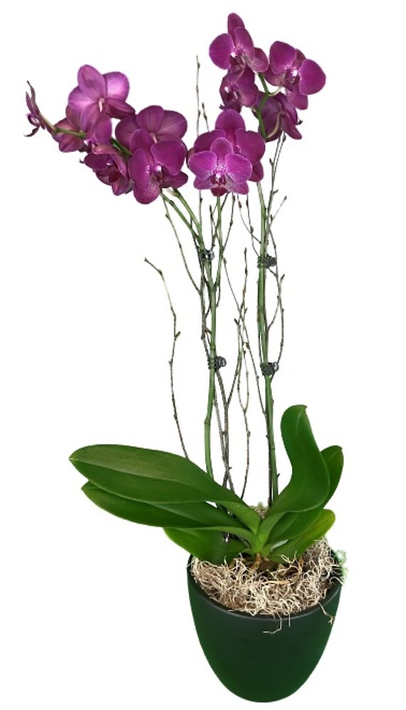 Purple Orchid Plant